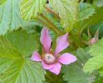 Arctic Raspberry blossom150.jpg